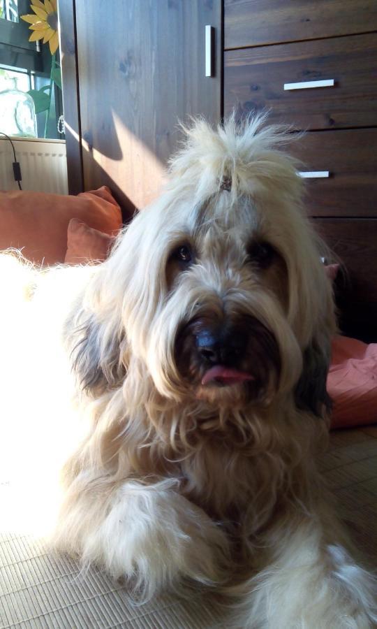 Ferienappartement Potthoff 2 -Hund Willkommen- Altenau  Exterior foto